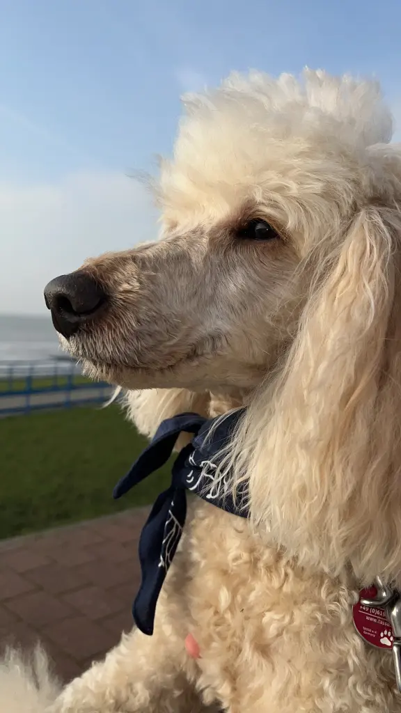 Cooper