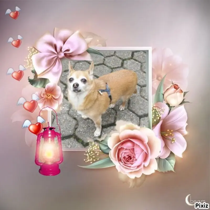 Andachtsbild von Irene mit Jimmy im Herzen ❤️❤️Gute Reise zu den Sternen⭐️⭐️