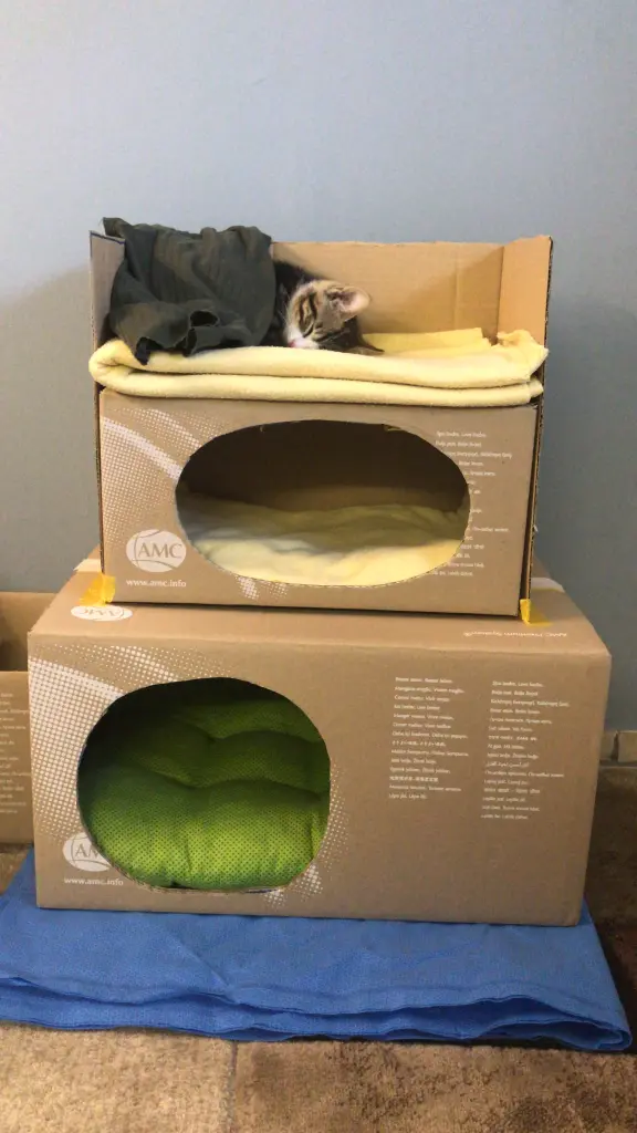 Efes improvisiertes Katzenhaus