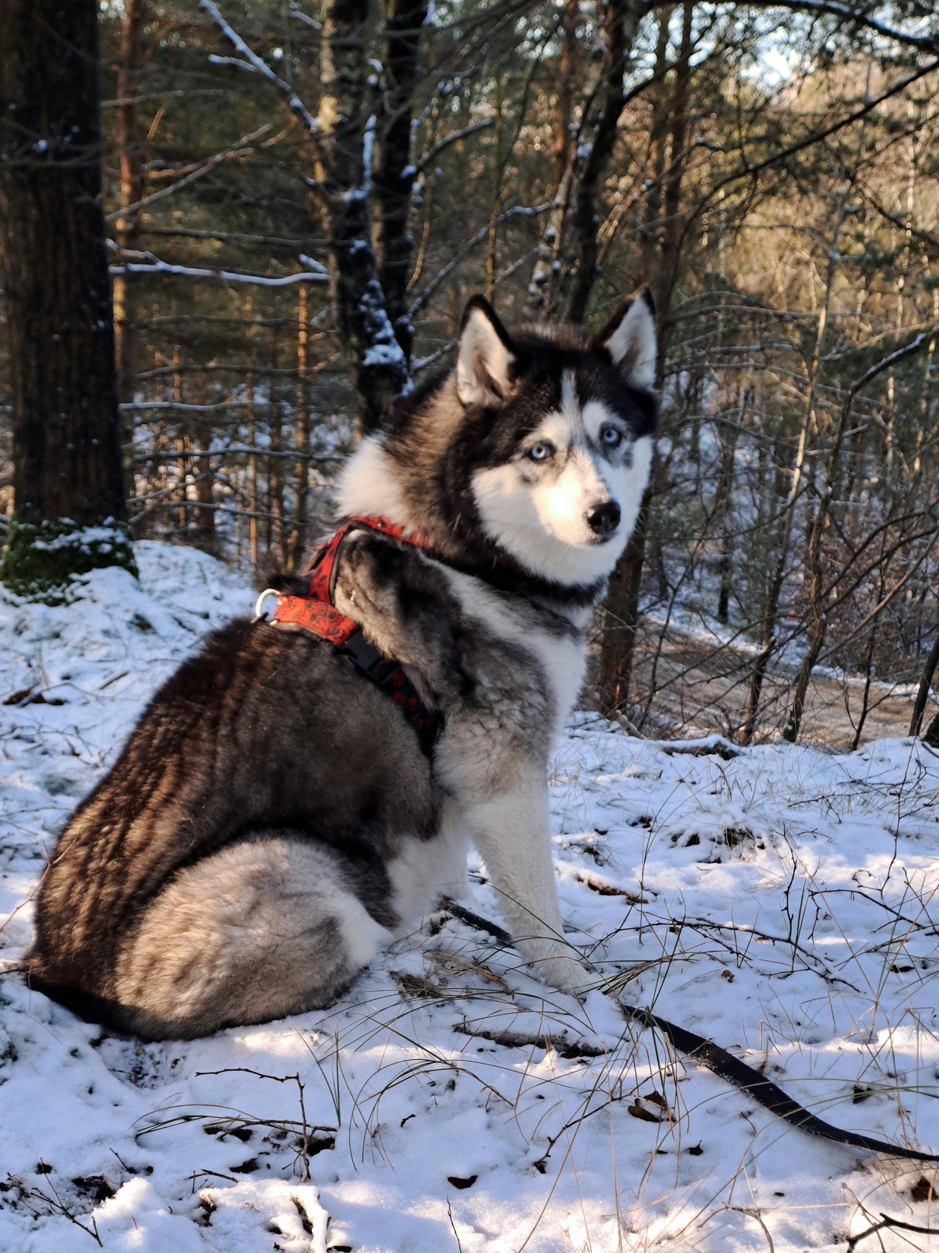Image from Lahja