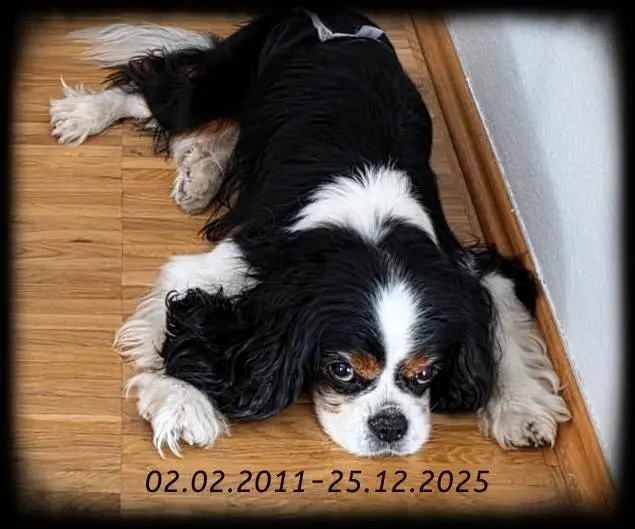 Du hast so gekämpft mein Herz 💔