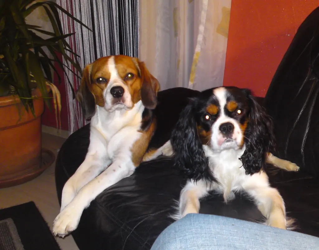 Sancho und Balou ein Herz und eine Seele