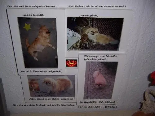 Image from meine stolze Pekinesendame ,,Sina,,