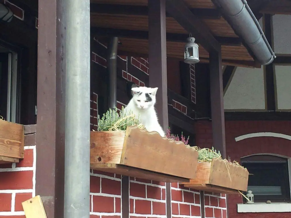Image from Findus