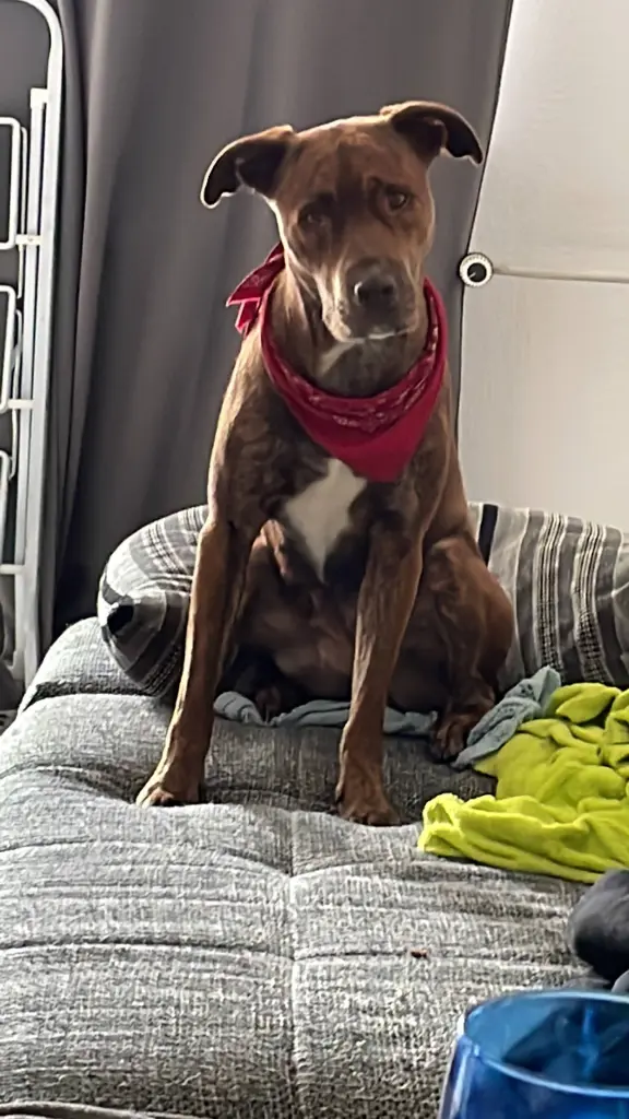 Und die Couch gehört jeden Abends am Tage war sie Meine.