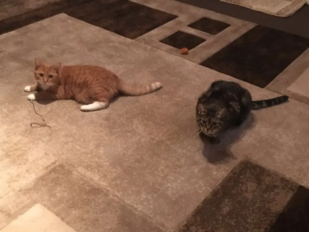 Meilo und Leila