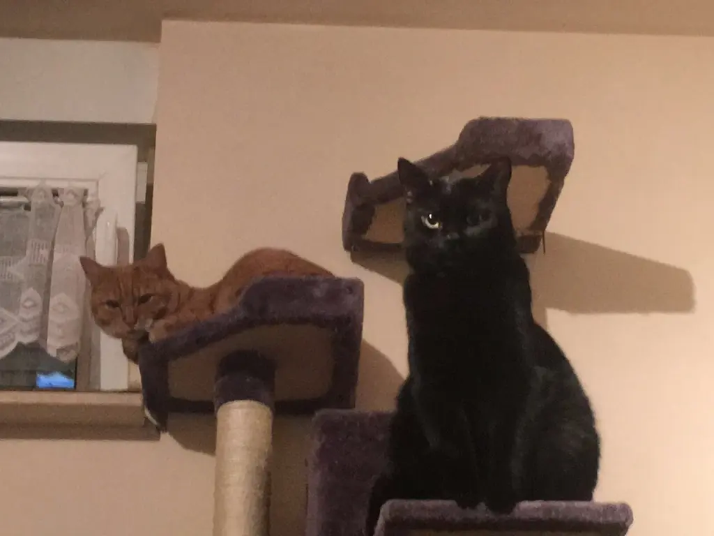 Meilo und Filou