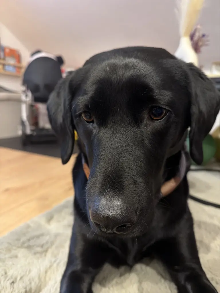 Andachtsbild von Laura