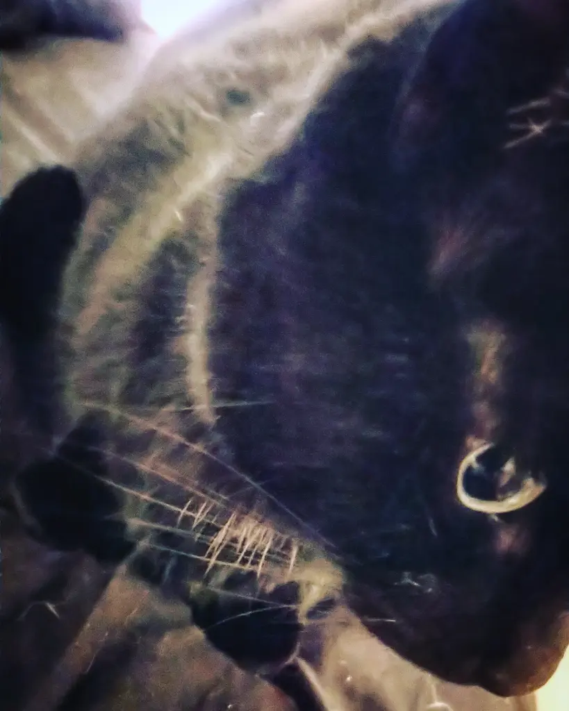 Bild von Neko