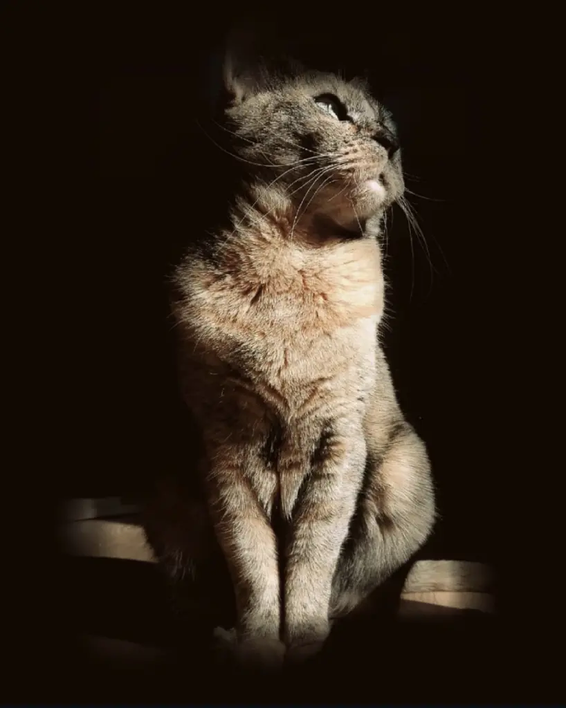 Image from Lilli