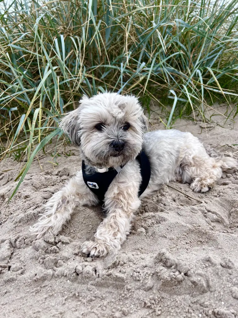 Am Strand ihres Lieblingsorts