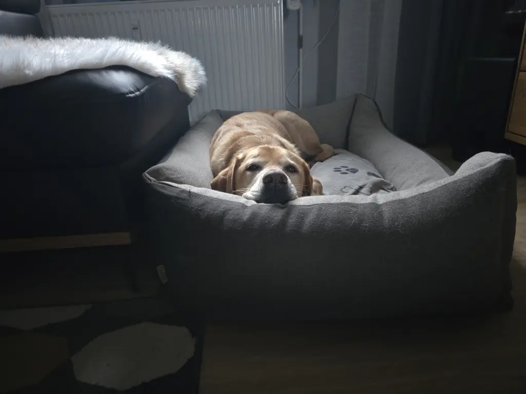 Bild von Marley