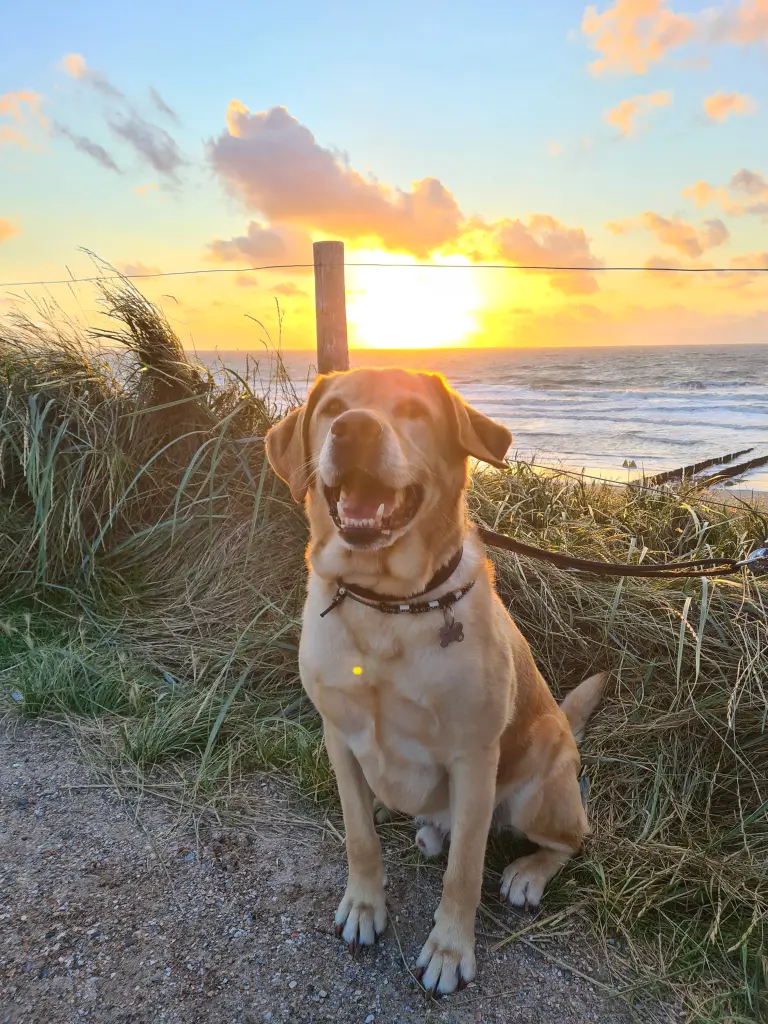 Bild von Marley