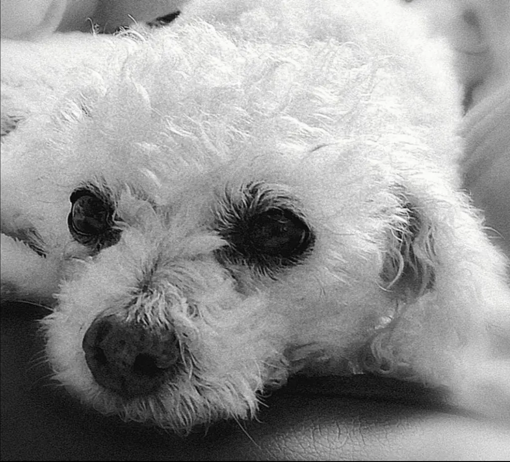 Condolence image of 🌹 Ein ♡ herzlicher ♡ Gedanken ♡ Gruß♡ 🌹