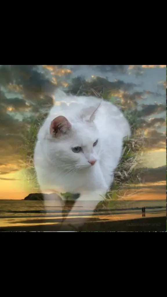 Condolence image of Ilona Pengel