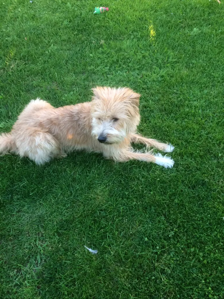 Image from Teddy
