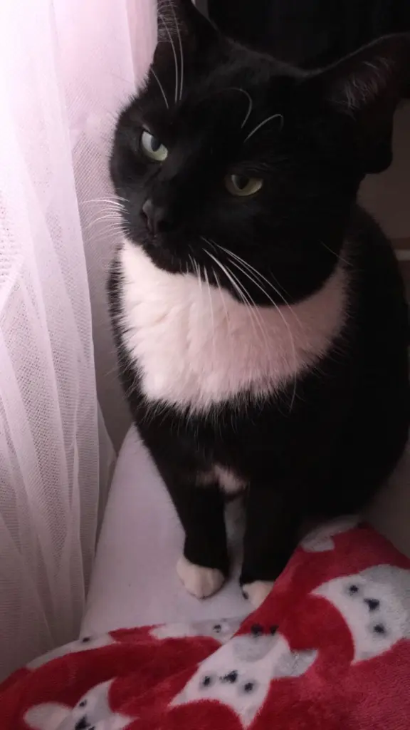 Andachtsbild von Smöchi