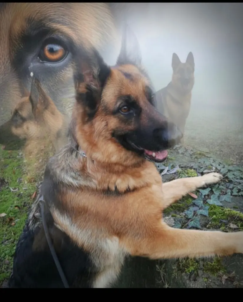 Image from Chibs