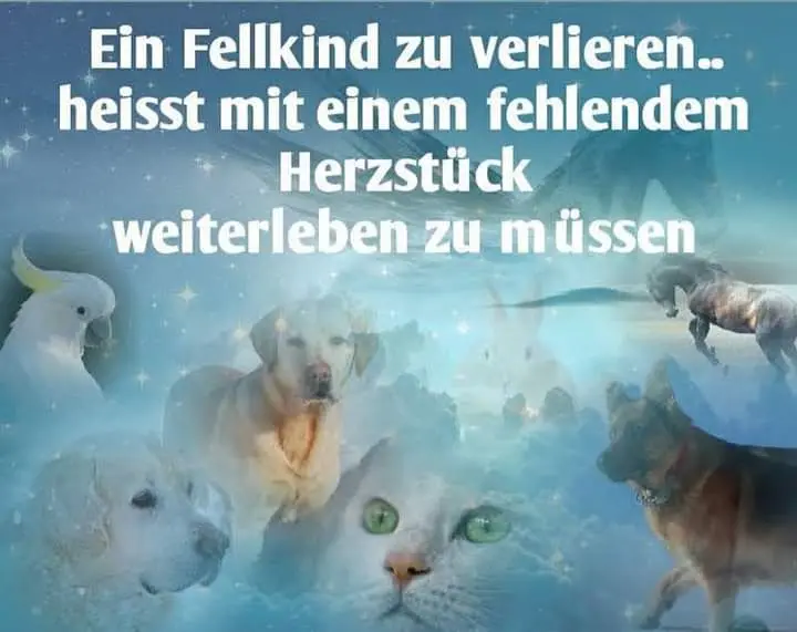 Condolence image of Elke Schubert