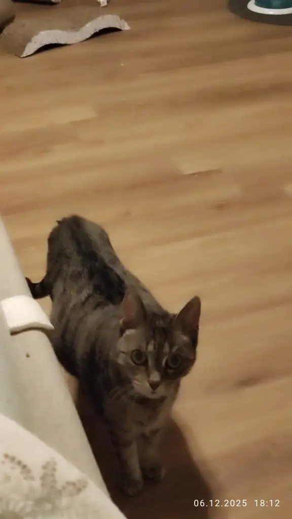 Image from Trixie