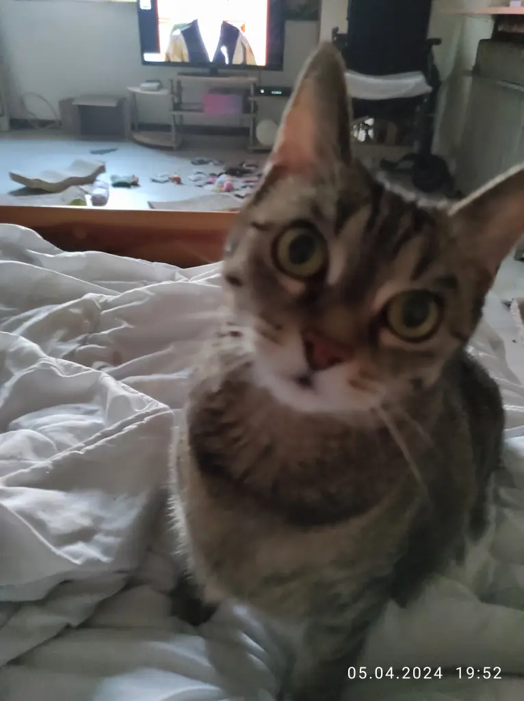 Image from Trixie