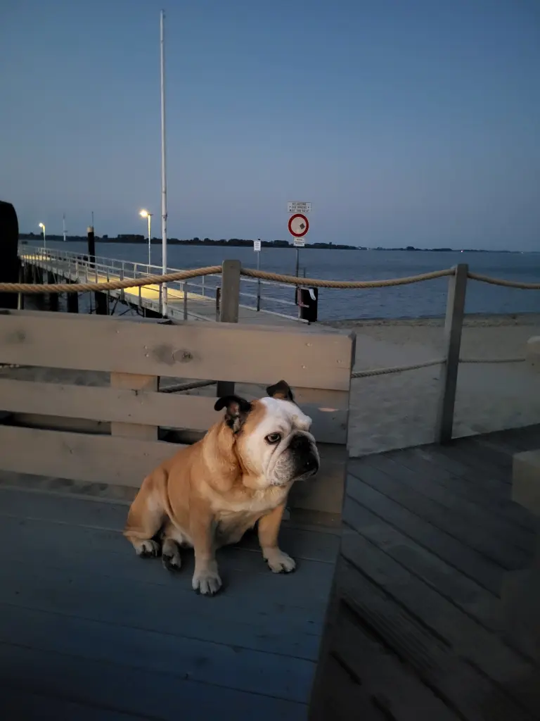 Bild von Maja