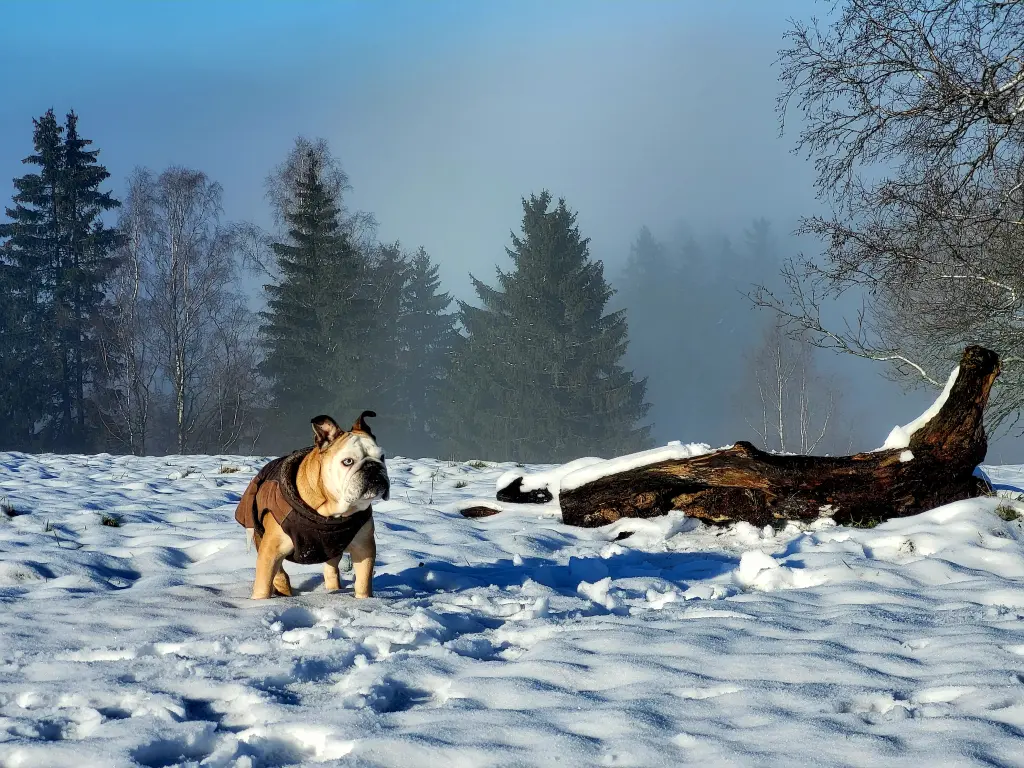 Bild von Maja