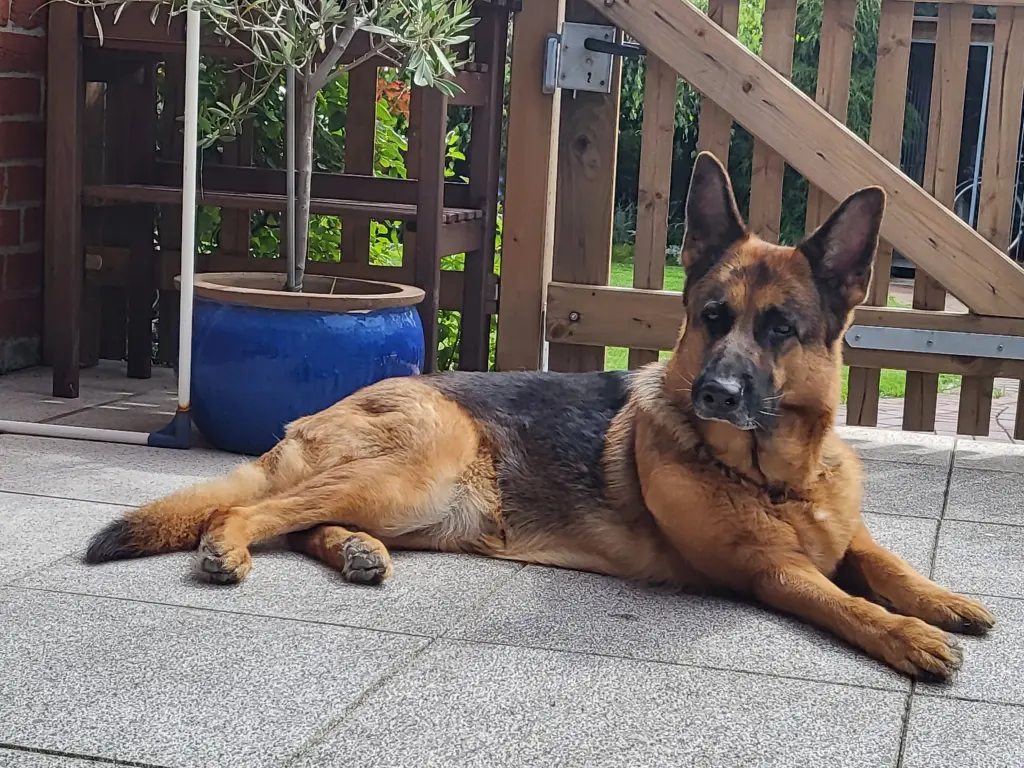 Bild von Shiwa Maren