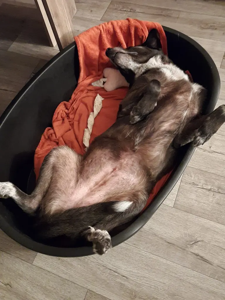 Kommt jetzt mal endlich einer zum Bauch kraulen „Ich warte "❤️❤️🔥