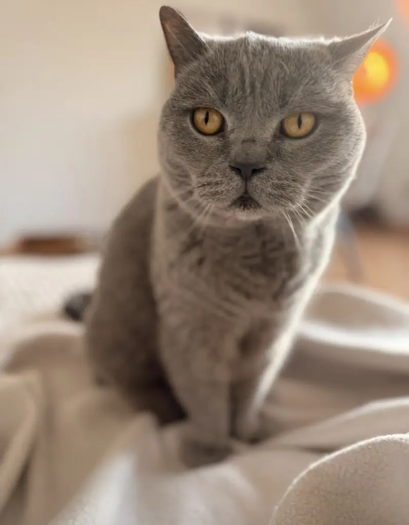 Image from Amber
