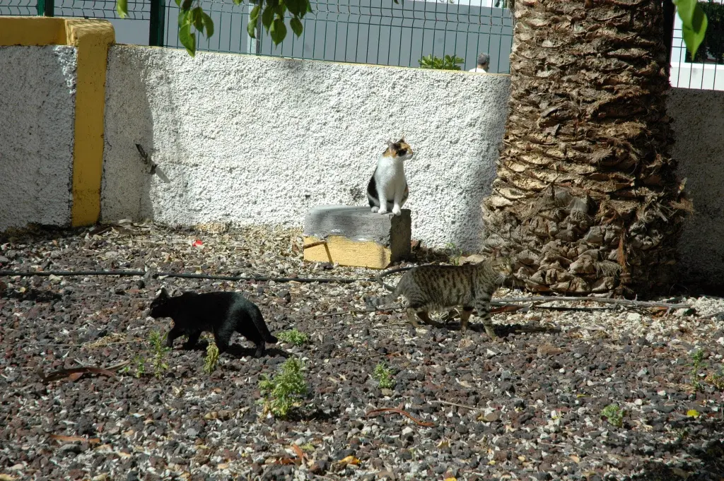 Image from Baby