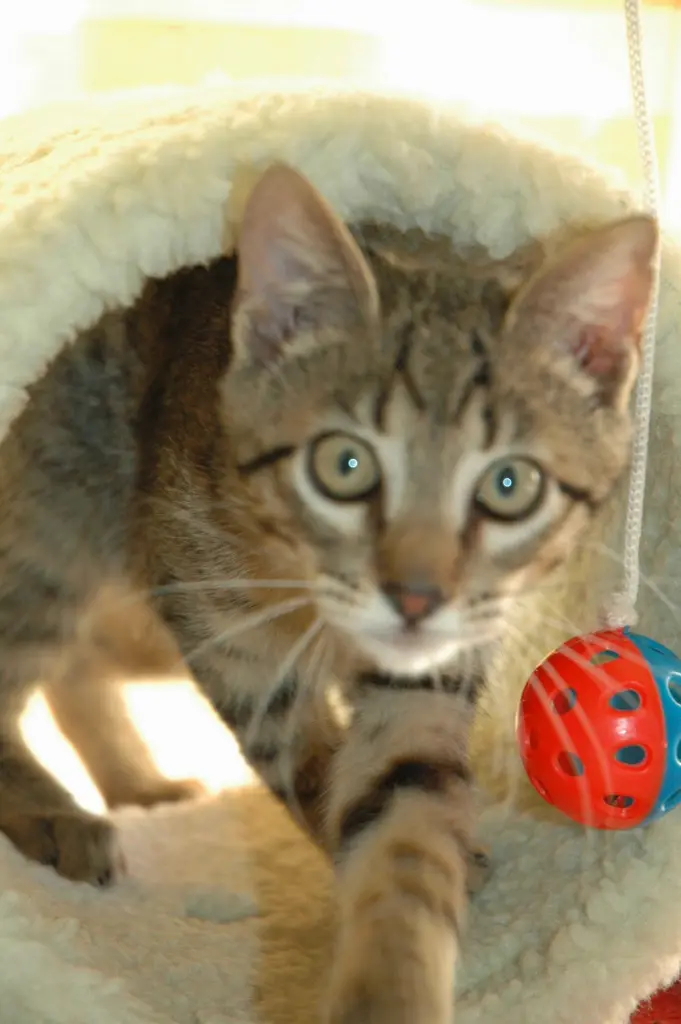 Image from Baby