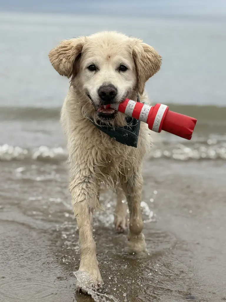 Dein Lieblingsspielzeug war alles was man aus dem Wasser holen konnte