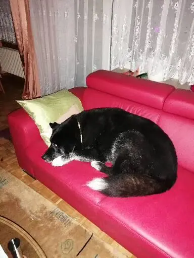 Ich darf nicht auf die Couch