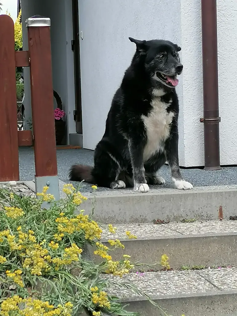 Hüter der Feste