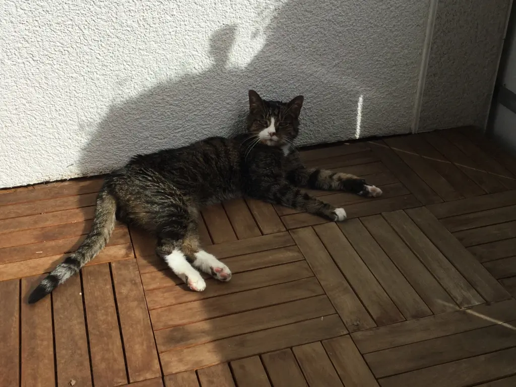 Image from Juri