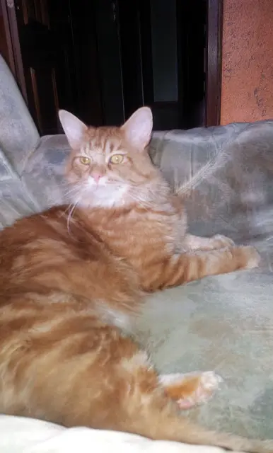 Andachtsbild von Papa von Aragon