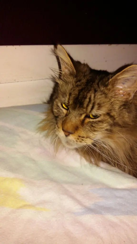 Andachtsbild von Papa u. Mama