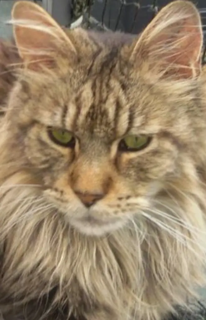 Andachtsbild von Mama u.Papa