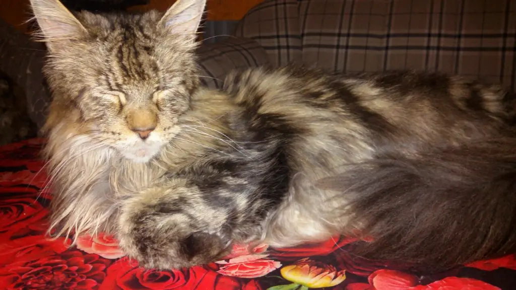 Andachtsbild von Papa