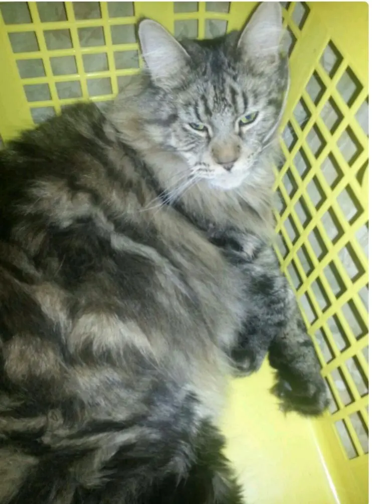 Andachtsbild von Mama u.Papa