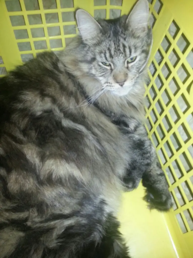 Andachtsbild von Papa u.Mama