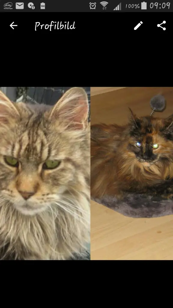 Andachtsbild von Papa u.Mama