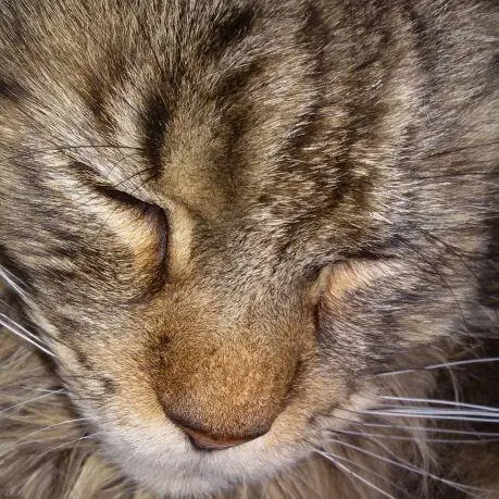 Andachtsbild von Papa u.Mama