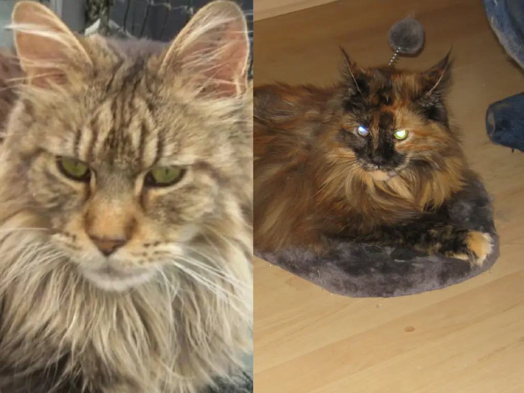 Andachtsbild von Papa und Mama 