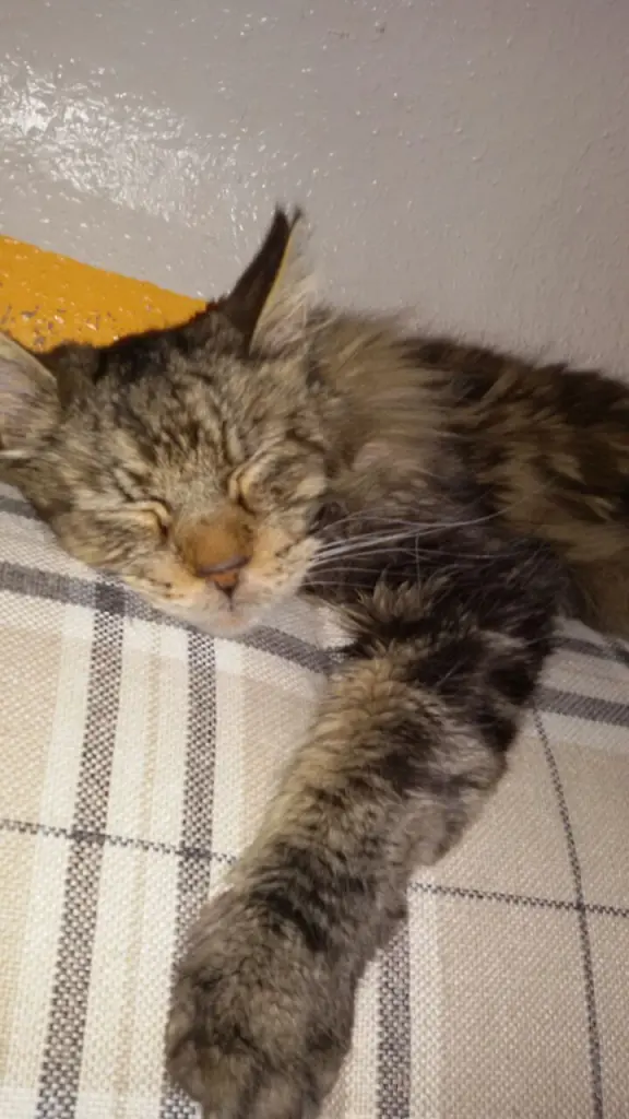 Andachtsbild von Papa