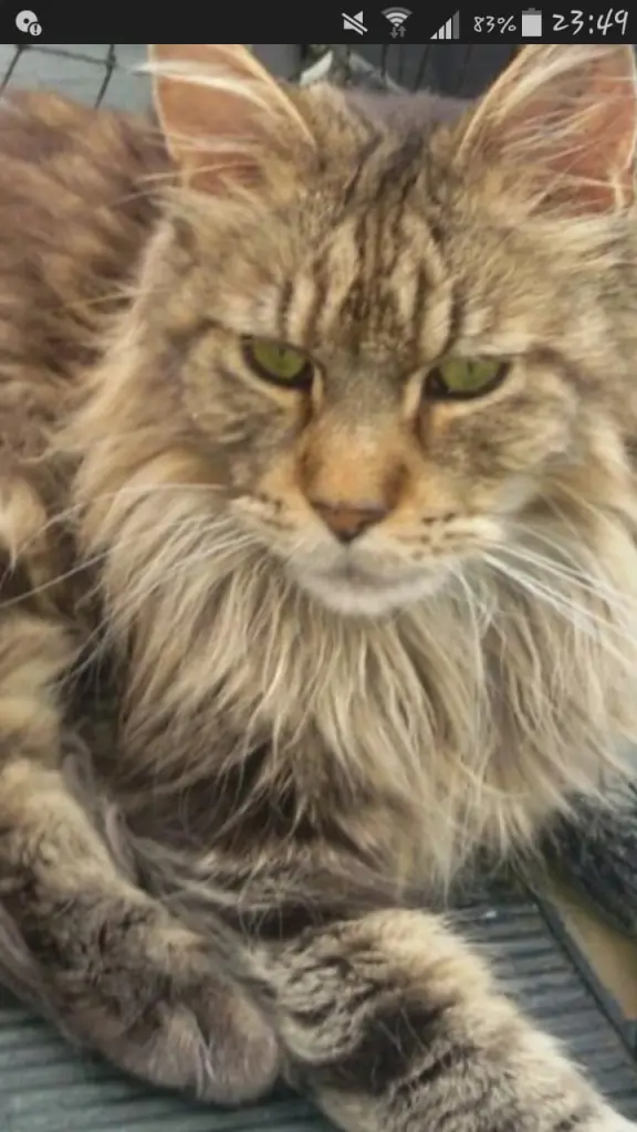 Andachtsbild von Papa