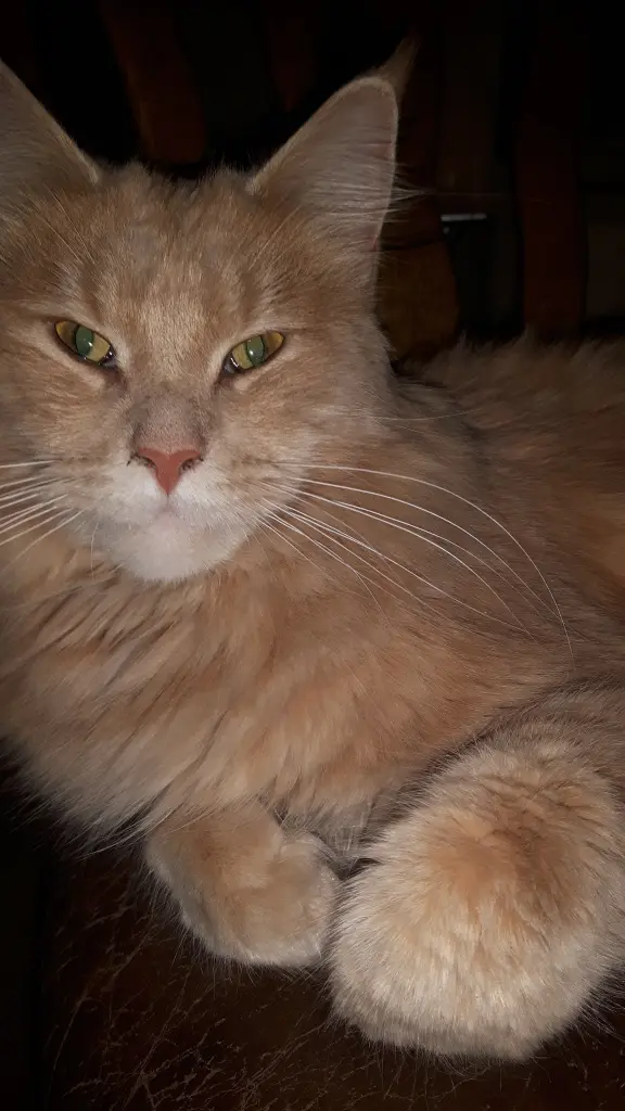 Andachtsbild von Papa und Mama 