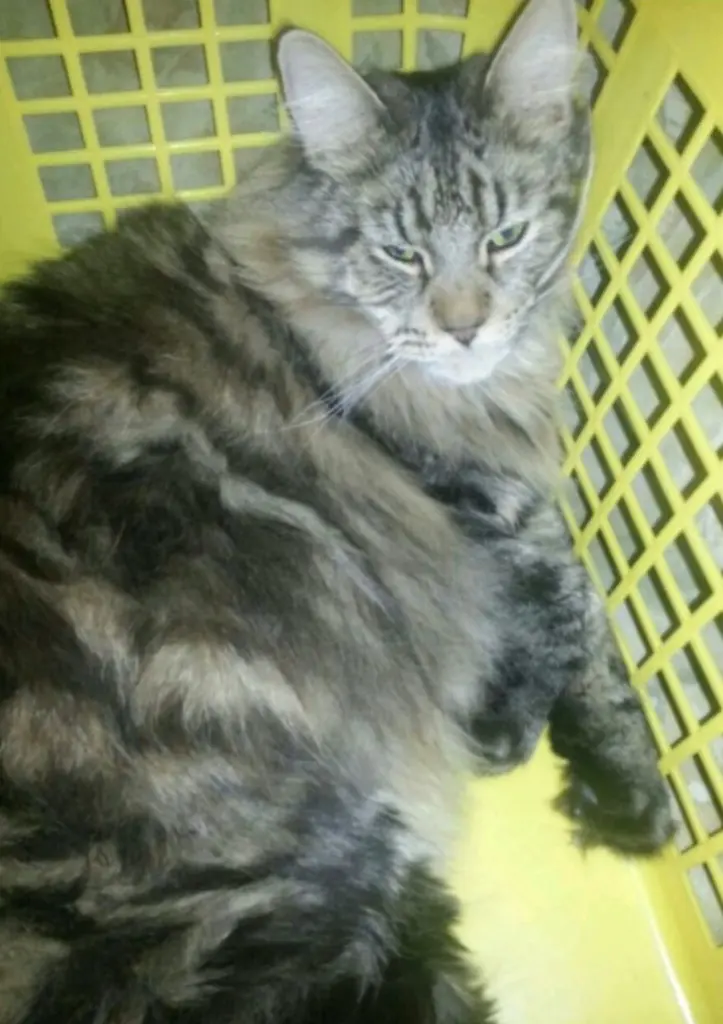 Andachtsbild von Papa u.Mama