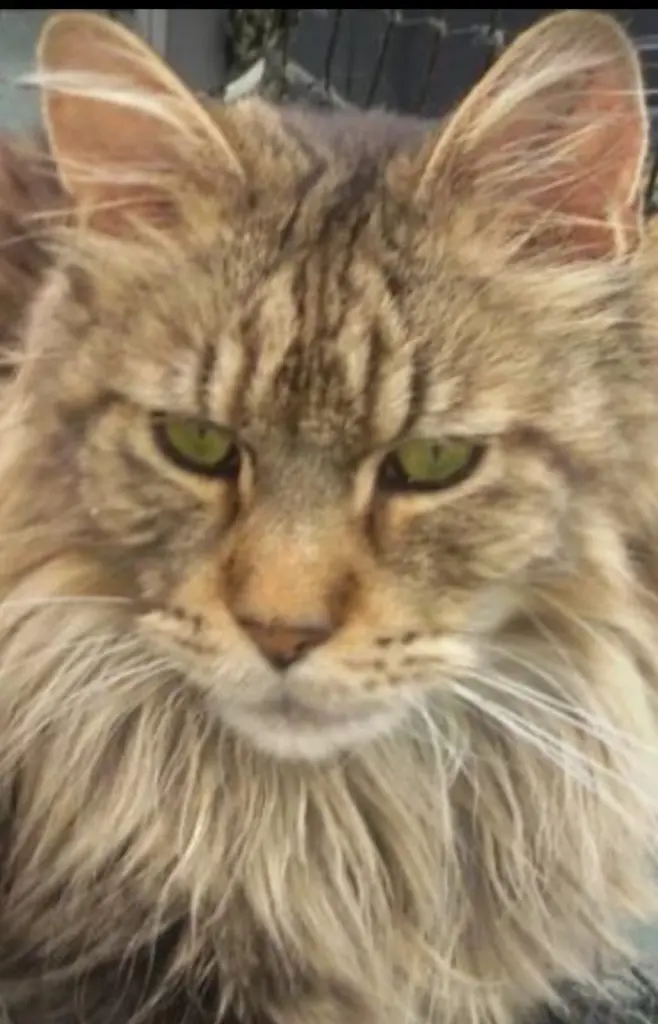 Andachtsbild von Papa u Mama 